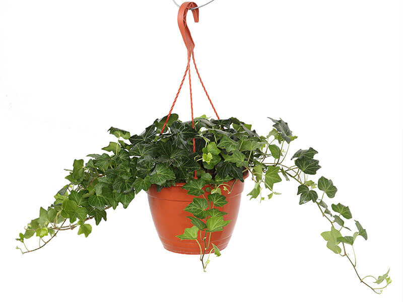 climbers-and-hangers-shaelos-collection