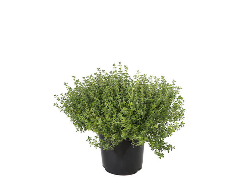 herbs-collection