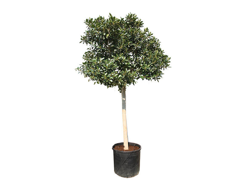 shaelos-trees-collection