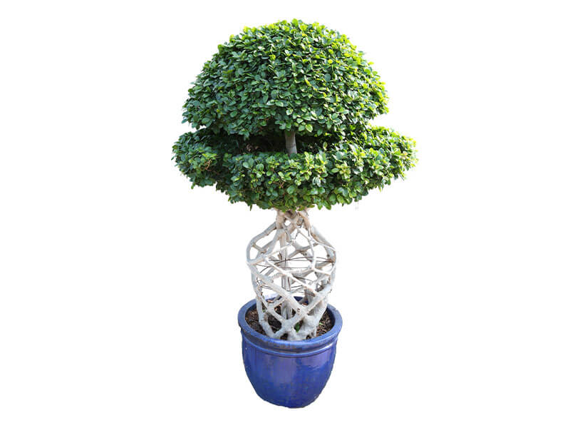 formed-plants