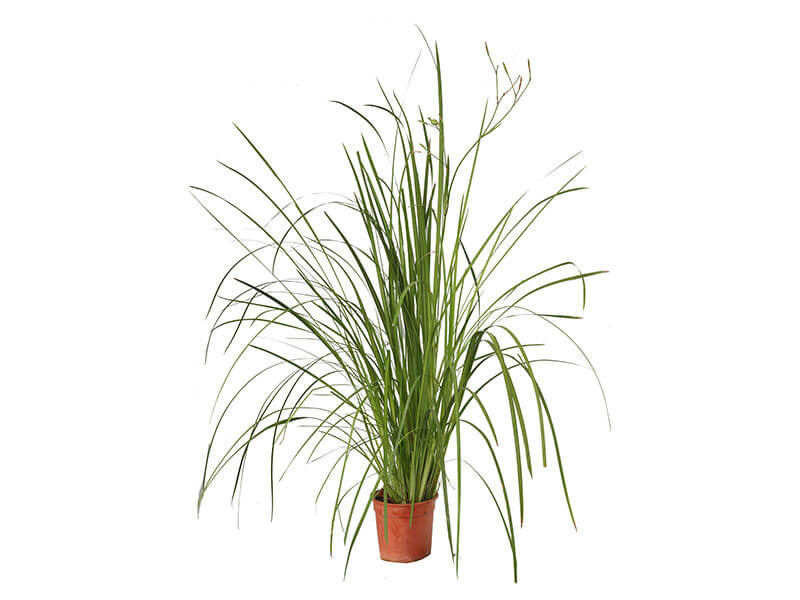 grassy-shape-plants (1)