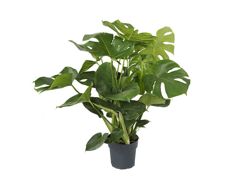 interior-plants