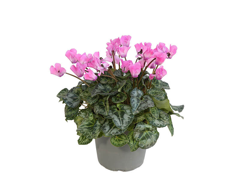 short-coloury-plants